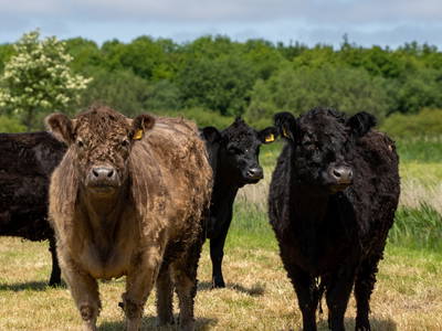 Bild 11 aus  Ferienhof Hasseler