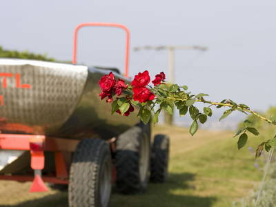 Bild 20 aus  Ökologisches Wein- und Sektgut