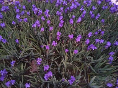 Bild 4 aus  Urlaub auf dem Lande zwischen den zwei Meeren - Apulien - Salento