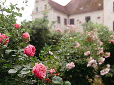 Bild 15 aus  Schloss Schmarsow