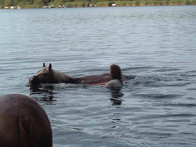 Bild 10 aus  Pferde- und Freizeithof Koplin