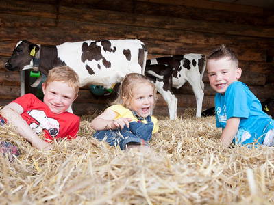 Kälber hautnah erleben