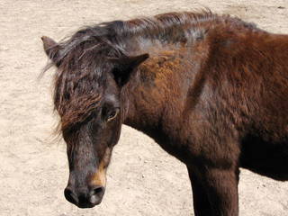 Bild 6 aus  Ferienhof Wibbeling am Hemmelsdorfer See