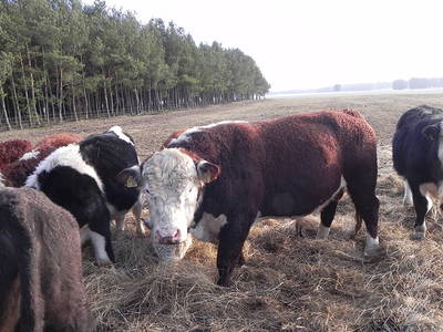 Bild 26 aus  Gutshof Dragefeld