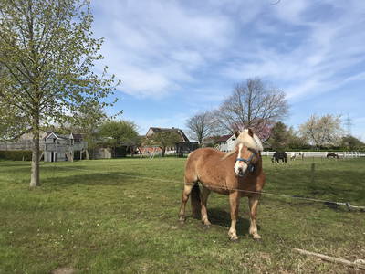 Bild 19 aus  Ferienhof Sell Bauernhofurlaub Ostsee Ponys