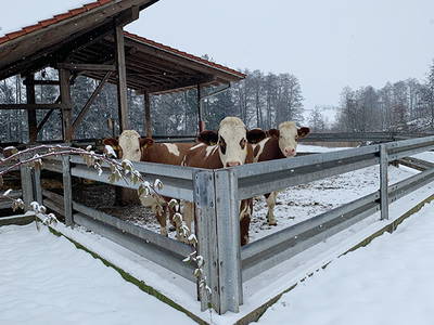 Bild 14 aus  Steigerwaldhof Krafft
