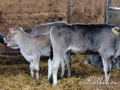 Bild 12 aus  Doasahof