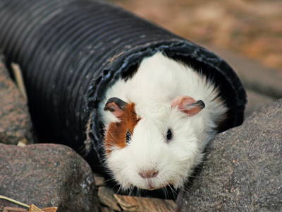 Bild 11 aus  "Der Eichenhof"