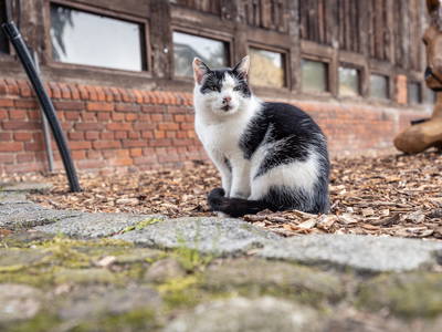 Bild 13 aus  Ramakers Hof