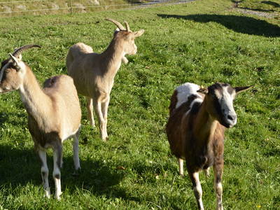 Bild 7 aus  Sunmattehof