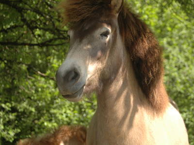 Bild 9 aus  Landeckhof