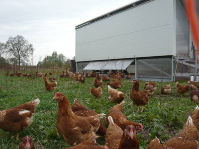 Bild 10 aus  Schümannhof