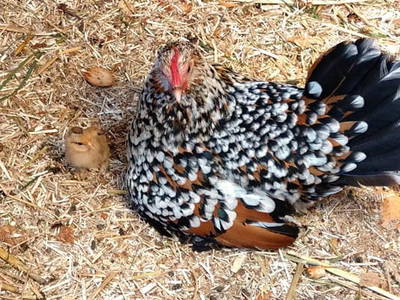 Bild 8 aus  Renas Ferienhof