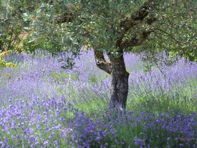 Bild 19 aus  Les Gites du Rigaudou