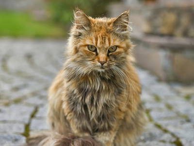 Bild 29 aus  Wenighof