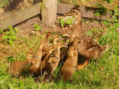 Bild 22 aus  Hof Grüneberg