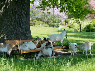 Bild 12 aus  Gut Sommereichen