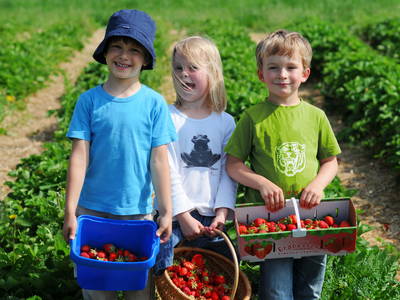 Bild 8 aus  Hof  Schmörholm Urlaubs- und Früchtehof