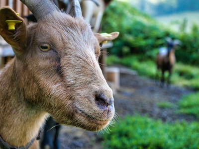 Bild 18 aus  Hansenhof