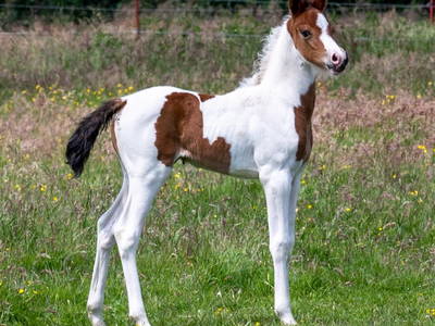 Bild 9 aus  Reiterhof Losse