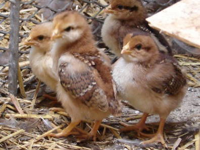 Bild 46 aus  LandSelection Drewes-Hof