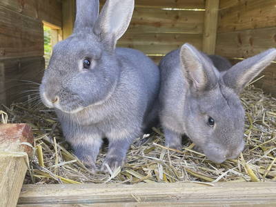 Bild 17 aus  Der Wilhelminenhof