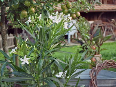 Bild 52 aus  Pension Baarblick