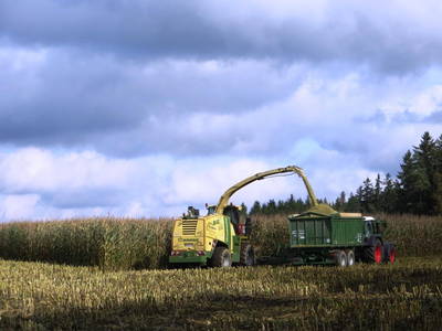 Maishäckseln im Oktober