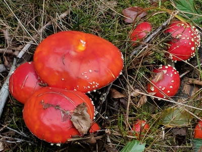 Bild 13 aus  Victorhof Ferienwohnungen