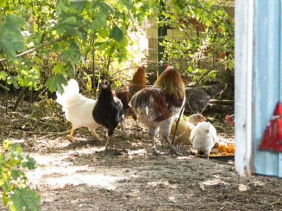 Unsere Hühner im Gehege