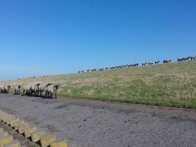 Bild 9 aus  Ferienwohnungen Meyerhoff