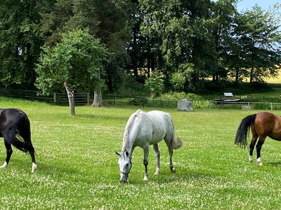 Bild 10 aus  Gut Büchenau  -  Auszeit für Erholungsuchende & Naturliebhaber