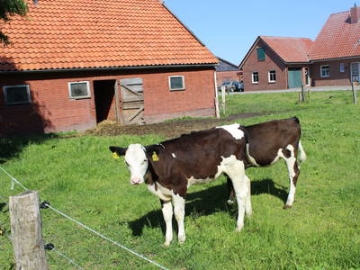 Bild 5 aus  Ferienwohnungen Meyerhoff