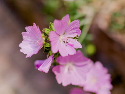 Bild 8 aus  Hellbachhof