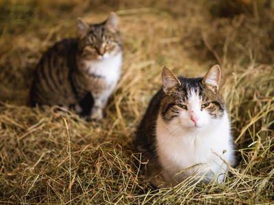 Bild 8 aus  Körnermühle