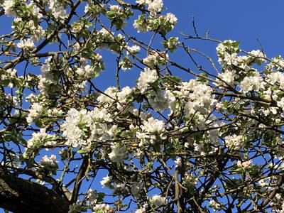 Bild 4 aus  Hollerhof-Oderbruch