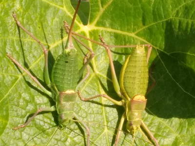 Bild 10 aus  Landhaus in der Toskana