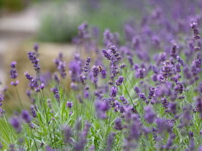 Bild 19 aus  Ferienwohnung am Halderner Wald