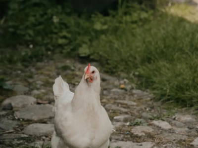 Bild 32 aus  Hof Alte Zeiten