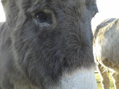 Bild 25 aus  Sonnenlandhof