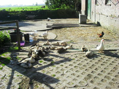 Bild 9 aus  Ferienhof Dirks - Entspannen an der Nordsee