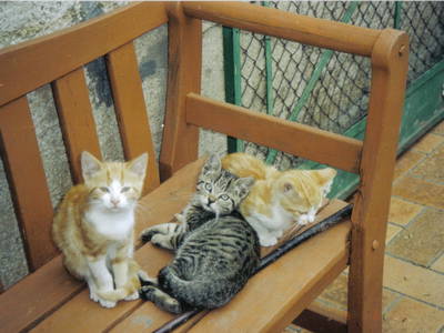 Bild 11 aus  Ferienhof Waldmann