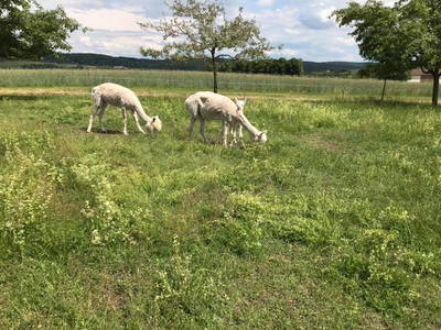 Bild 15 aus  Weihersmühle