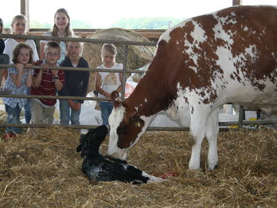 Kälbergeburt hautnah miterleben