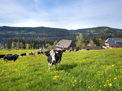 Bild 15 aus  Weberhof am Titisee