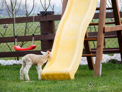 Bild 28 aus  Ferienhof   Witte Haubarg                -  2025 Beliebtester Ferienhof für Familienurlaub