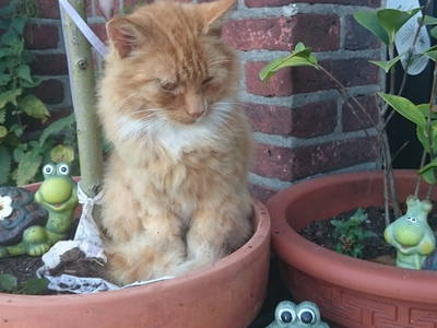 Bild 10 aus  Hof Petersen