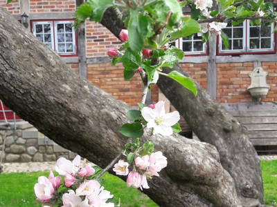 Alte Apfelsorten schmecken einfach toll!