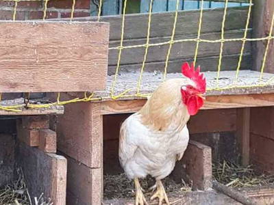 Bild 3 aus  Hof Janssen