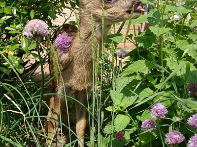 Bild 16 aus  Ferienhof Kruse